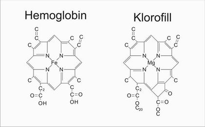 r_chlorophyll