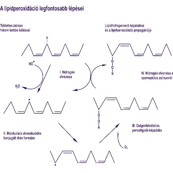 lipid2