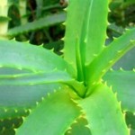 aloe-vera11