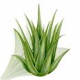 aloe1